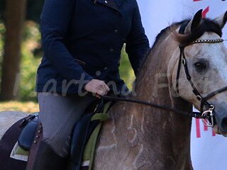 DM Working Equitation