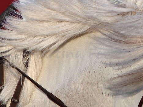 CSIOP Table A on Time 1.15m