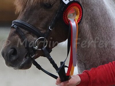 Finale Springponyhengste