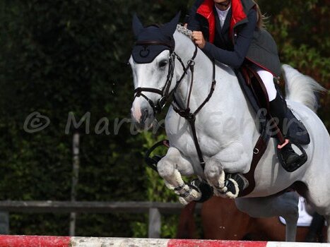 C15 CSIOP Small Tour 115 cm